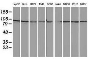 Image no. 3 for anti-Striatin Interacting Protein 1 (STRIP1) antibody (ABIN1498204) (STRIP1 anticorps)