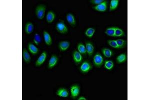 Immunofluorescent analysis of A549 cells using ABIN7160169 at dilution of 1:100 and Alexa Fluor 488-congugated AffiniPure Goat Anti-Rabbit IgG(H+L) (MCT3 anticorps  (AA 432-504))