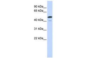 Image no. 1 for anti-Spermatogenesis Associated 2-Like (SPATA2L) (AA 252-301) antibody (ABIN6741193) (SPATA2L anticorps  (AA 252-301))