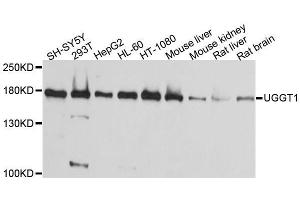 Western blot analysis of extracts of various cell lines, using UGGT1 antibody. (UGGT1 anticorps  (AA 1456-1555))