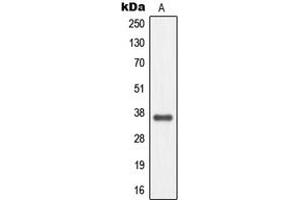 Western blot analysis of MC4 Receptor expression in EOC20 (A) whole cell lysates. (MC4R anticorps  (C-Term))