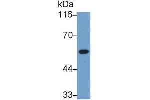 Detection of IRF3 in Hela cell lysate using Polyclonal Antibody to Interferon Regulatory Factor 3 (IRF3) (IRF3 anticorps  (AA 1-360))