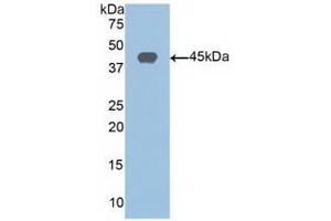 Detection of Recombinant SIRT6, Human using Polyclonal Antibody to Sirtuin 6 (SIRT6) (SIRT6 anticorps  (AA 35-274))