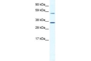 Western Blotting (WB) image for anti-Mesoderm Posterior 2 Homolog (Mesp2) antibody (ABIN2461445)