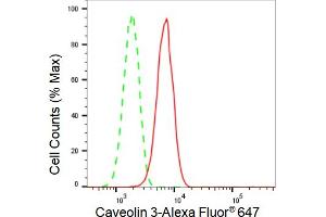 Flow cytometric analysis of Caveolin 3 expression in C2C12 cells using Caveolin 3 antibody (ABIN7797947), 1:2,000). (Recombinant Caveolin 3 anticorps)