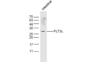 Mouse intestine probed with Rabbit Anti-FLT3L Polyclonal Antibody, Unconjugated  at 1:500 for 90 min at 37˚C. (FLT3LG anticorps  (AA 61-160))