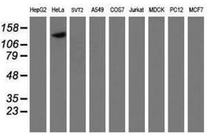 Image no. 4 for anti-Calpain 9 (CAPN9) antibody (ABIN1497090) (Calpain 9 anticorps)