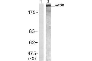 Western blot analysis of extract from 293 cell, using mTOR (Ab-2448) Antibody (E021214, Lane 1 and 2). (MTOR anticorps)