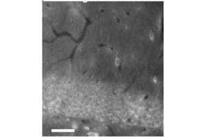 Hippocampus immunohistochemistry with N151/3 (5 mg/mL).