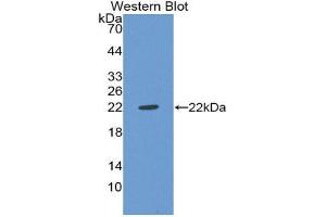 Western Blotting (WB) image for anti-Von Willebrand Factor (VWF) (AA 49-230) antibody (ABIN1078671) (VWF anticorps  (AA 49-230))