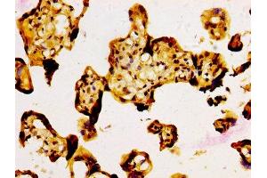 IHC image of ABIN7161771 diluted at 1:500 and staining in paraffin-embedded human placenta tissue performed on a Leica BondTM system.