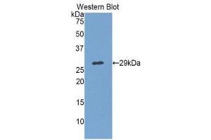 Western Blotting (WB) image for anti-Mps1 (TTK) (AA 570-787) antibody (ABIN1860877)