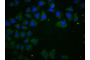 Immunofluorescence staining of Hela cells with ABIN7146194 at 1:100, counter-stained with DAPI.