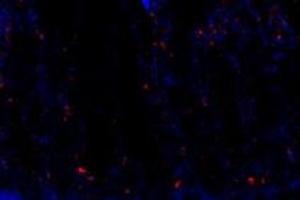 Immunofluorescent analysis of paraformaldehyde-fixed rat duodenum using FAM135B (ABIN7073910) at dilution of 1: 1000 (FAM135B anticorps)