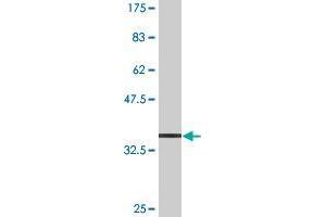 Western Blot detection against Immunogen (36.
