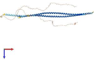AlphaFold protein structure predicition of Mouse Recombinant Krt71 Protein, UniprotID Q9R0H5