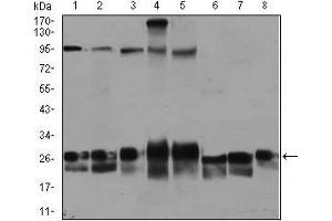 Western blot analysis using RAB4A mouse mAb against Jurkat (1), HeLa (2), A549 (3), HEK293 (4), K562 (5), NIH3T3 (6), PC-12 (7), and COS7 (8) cell lysate. (Rab4 anticorps)