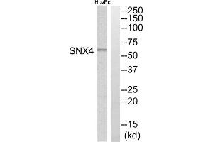 Western blot analysis of extracts from HuvEc cells, using SNX4 antibody. (Sorting Nexin 4 anticorps  (Internal Region))