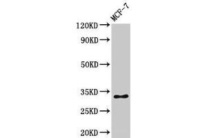 Western Blot Positive WB detected in: MCF-7 whole cell lysate All lanes: HIST1H1B antibody at 1 μg/mL Secondary Goat polyclonal to rabbit IgG at 1/50000 dilution Predicted band size: 23 kDa Observed band size: 32 kDa (Histone H1.5 anticorps  (pSer17))
