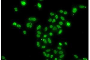 Immunofluorescence analysis of A549 cells using MORF4L2 Polyclonal Antibody (MORF4L2 anticorps)