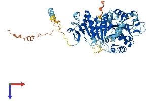 AlphaFold protein structure predicition of Human Recombinant DDX28 Protein, UniprotID Q9NUL7