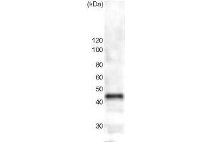 anti-beta Tublin (C-Term) antibody