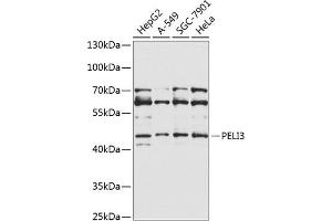 Western blot analysis of extracts of various cell lines, using PELI3 Antibody (ABIN6133273, ABIN6145438, ABIN6145439 and ABIN6225351) at 1:1000 dilution. (Pellino 3 anticorps  (AA 1-280))