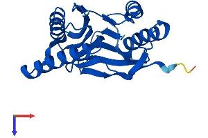 AlphaFold protein structure predicition of Mouse Recombinant Psmb2 Protein, UniprotID Q9R1P3