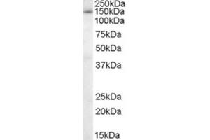 Western Blotting (WB) image for anti-Splicing Factor 3b, Subunit 3, 130kDa (SF3B3) (C-Term) antibody (ABIN2466263) (SF3B3 anticorps  (C-Term))