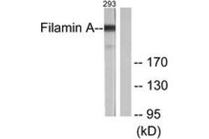 Western blot analysis of extracts from 293 cells, treated with EGF 200ng/ml 5', using Filamin A (Ab-2152) Antibody. (Filamin A anticorps  (AA 2121-2170))
