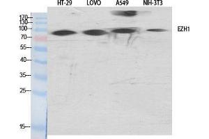 Western Blotting (WB) image for anti-Enhancer of Zeste Homolog 1 (EZH1) (Internal Region) antibody (ABIN3174958) (EZH1 anticorps  (Internal Region))