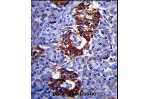 SYP Antibody (C-term) (ABIN6242563 and ABIN6577334) immunohistochemistry analysis in formalin fixed and paraffin embedded human pancreas tissue followed by peroxidase conjugation of the secondary antibody and DAB staining.