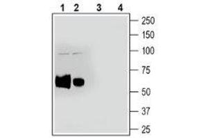 Western blot analysis of rat spleen lysate (lanes 1 and 3) and mouse spleen lysate (lanes 2 and 4): - 1-2.