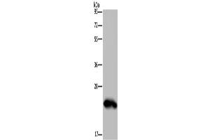 Western Blotting (WB) image for anti-Growth Hormone 2 (GH2) antibody (ABIN2423531) (Growth Hormone 2 anticorps)