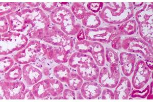 Anti-BMP7 antibody IHC staining of human kidney, tubules. (BMP7 anticorps  (AA 315-431))