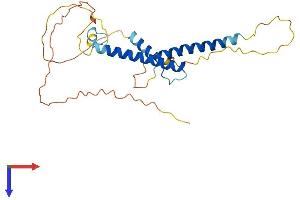 AlphaFold protein structure predicition of Mouse Recombinant Myf5 Protein, UniprotID P24699