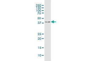 C9orf100 MaxPab polyclonal antibody.