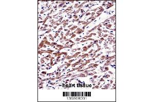 MOV10 Antibody immunohistochemistry analysis in formalin fixed and paraffin embedded human heart tissue followed by peroxidase conjugation of the secondary antibody and DAB staining.