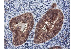 Image no. 2 for anti-Arginyl Aminopeptidase (Aminopeptidase B) (RNPEP) antibody (ABIN1500729) (RNPEP anticorps)