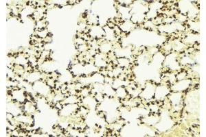 ABIN6276622 at 1/100 staining Mouse lung tissue by IHC-P.