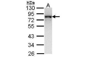 WB Image Sample (30 ug of whole cell lysate) A: Molt-4 , 12% SDS PAGE antibody diluted at 1:1000