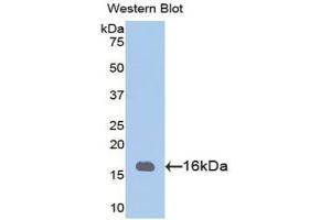 Detection of Recombinant PHPT1, Mouse using Polyclonal Antibody to Phosphohistidine Phosphatase 1 (PHPT1) (PHPT1 anticorps  (AA 1-124))