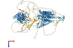 AlphaFold protein structure predicition of Human Recombinant SLC4A7 Protein, UniprotID Q9Y6M7