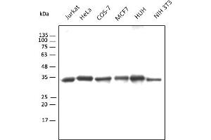 Western Blotting (WB) image for Chicken anti-Goat IgG antibody (DyLight 550) (ABIN7273065) (Poulet anti-Chévre IgG Anticorps (DyLight 550))