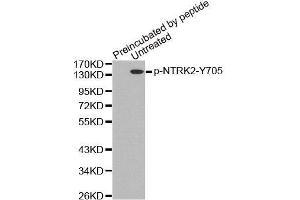 Western Blotting (WB) image for anti-Neurotrophic Tyrosine Kinase, Receptor, Type 2 (NTRK2) (pTyr705) antibody (ABIN3020418) (TRKB anticorps  (pTyr705))