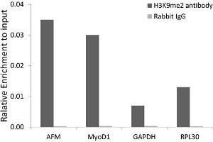 Chromatin immunoprecipitation analysis extracts of 293 cell line, using DiMethyl-Histone H3-K9 antibody.