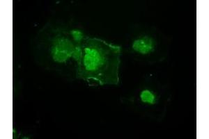 Image no. 6 for anti-Mitogen-Activated Protein Kinase Kinase 4 (MAP2K4) antibody (ABIN1499482)