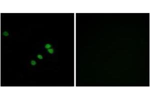 Immunofluorescence (IF) image for anti-Sp1 Transcription Factor (SP1) (AA 706-755) antibody (ABIN2889065) (SP1 anticorps  (AA 706-755))