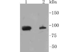 Lane 1: HeLa lysates, Lane 2: NIH/3T3 lysates, probed with STAT3(S727) (4G1 ) Monoclonal Antibody  at 1:1000 overnight at 4˚C.
