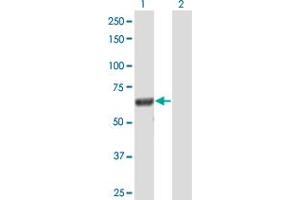 Western Blot analysis of DOCK7 expression in transfected 293T cell line by DOCK7 MaxPab polyclonal antibody. (DOCK7 anticorps  (AA 1-624))